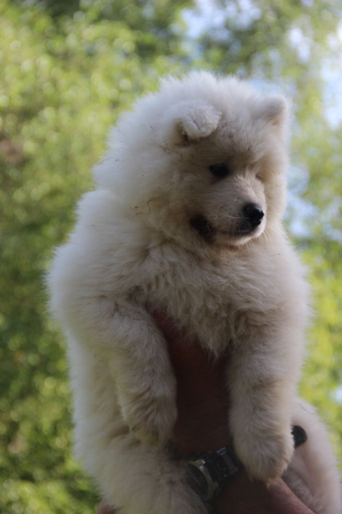 Des Coups De Pattes - Chiots disponibles - Samoyède